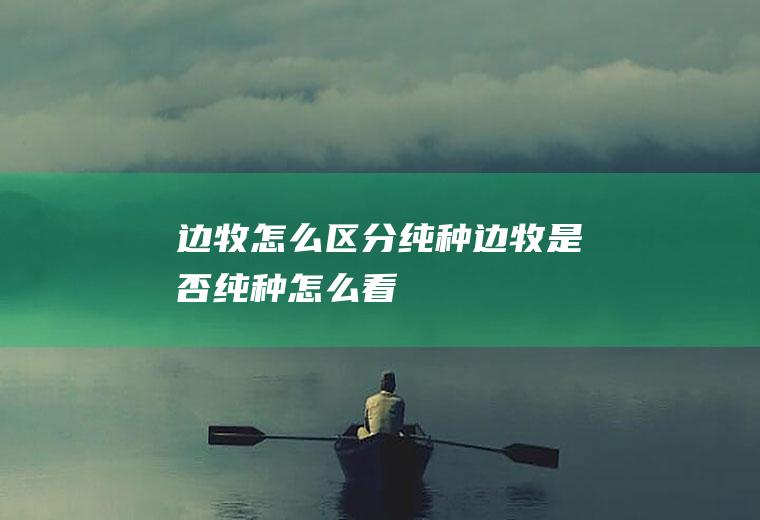 边牧怎么区分纯种(边牧是否纯种怎么看)