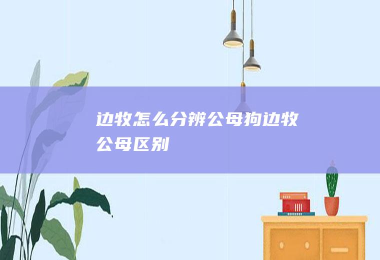 边牧怎么分辨公母狗(边牧公母区别)