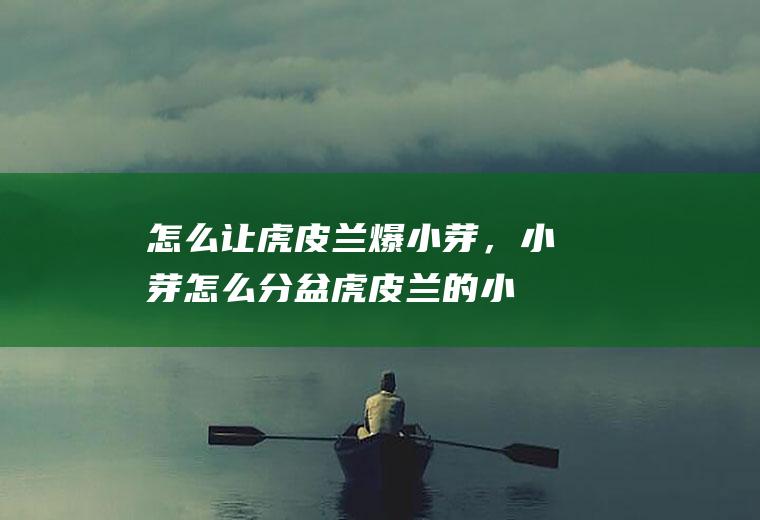 怎么让虎皮兰爆小芽，小芽怎么分盆,虎皮兰的小芽怎么分盆？