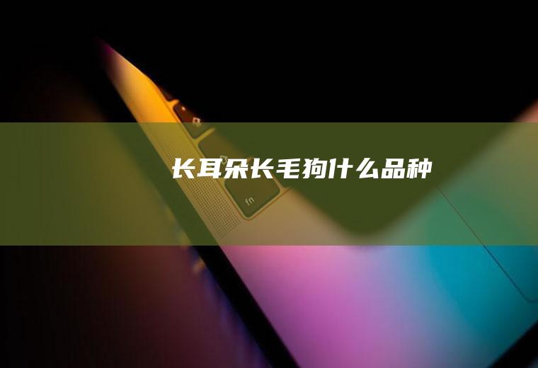 ​长耳朵长毛狗什么品种