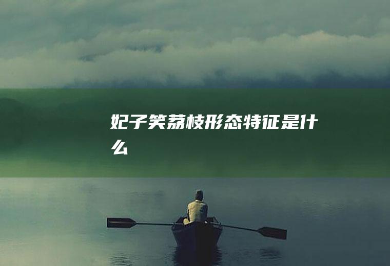 妃子笑荔枝形态特征是什么