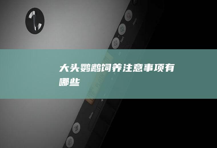 大头鹦鹉饲养注意事项有哪些