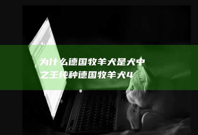 为什么德国牧羊犬是犬中之王(纯种德国牧羊犬47万)