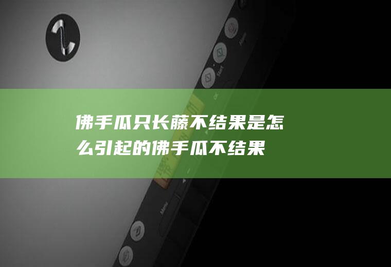 佛手瓜只长藤不结果是怎么引起的(佛手瓜不结果的原因是什么?)